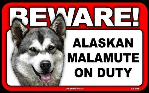 Beware! - Alaskan Malamute
