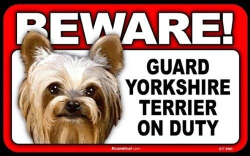 Beware! - Yorkshire Terrier