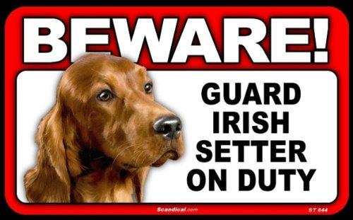 Beware! - Irish Setter