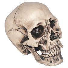 Realistic Skull - Vinyl