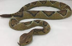 Rattlesnake