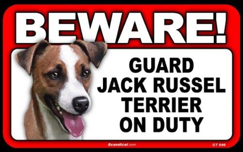 Beware! - Jack Russell Terrier