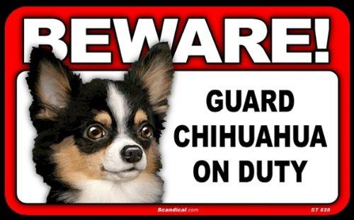 Beware! - Chihuahua