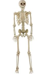 Posable Skeleton - 5 Foot