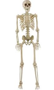 Skeleton - 5 Foot