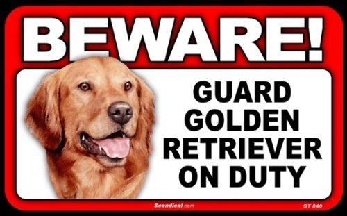 Beware! - Golden Retriever