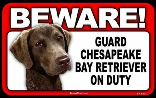 Beware! - Chesapeake Bay Retriever