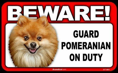 Beware! - Pomeranian